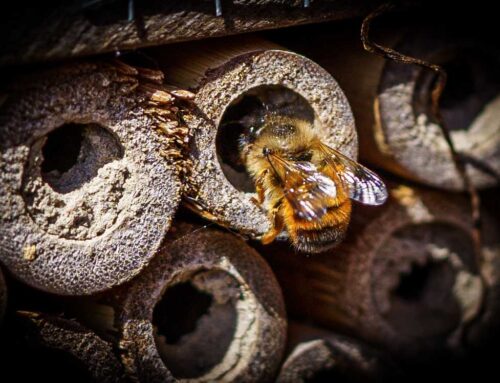 Voorjaarsinspectie 2024